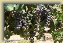 Santiago-Wine-Tasting 047 * 2496 x 1664 * (2.1MB)